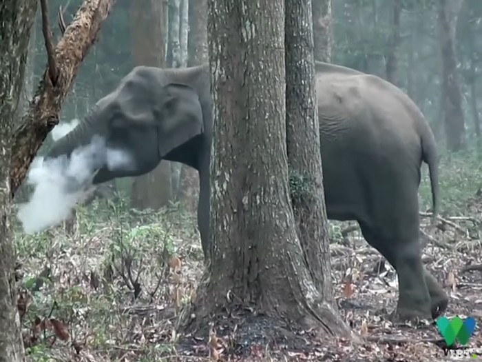 Sekilas sang gajah tampak seperti sedang merokok. (Foto: Youtube/IBTimesUK) Sekilas sang gajah tampak seperti sedang merokok. (Foto: Youtube/IBTimesUK)