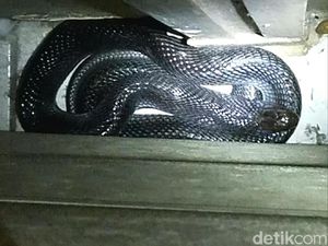 Kisah Horor Ular Kobra Masuk Rumah dan Nyaris Gigit Anak