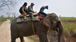 Menyedihkan! Ini Penampakan Kurusnya Badak Bercula Satu di India