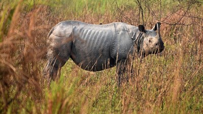 Menyedihkan! Ini Penampakan Kurusnya Badak Bercula Satu di India