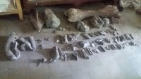 Warga Dusun Grudo Desa Rejuno Kecamatan Karangjati Ngawi menemukan potongan tulang yang diduga fosil hewan gajah. Tulang-tulang tersebut ditemukan oleh Sarno (45) petani desa setempat, saat sedang membersihkan rerumputan yang mengganggu tanaman sengonnya yang baru berumur sebulan, Selasa (27/3).  (Foto: Sugeng Harianto/detikcom)