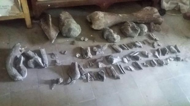 Total ada 94 buah tulang yang ditemukan di Ngawi. (Foto: Sugeng Harianto)