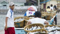 Ratusan nelayan Teluk Semaka, Lampung, memanen hasil tangkapan mereka hasilnyapun langsung dijual di Dermaga itu. Biasanya para nelayan mulai merapat ke dermaga sekitar pukul 10.00 sampai dengan 12.00. Sampai saat ini harga ikan di dermaga relatif stabil.