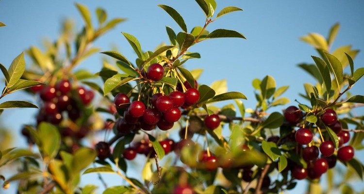 Buah Cerri Kanada Buah Cerri Kanada