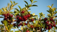 Buah ini ada di wilayah tak jauh dari Kota Regina, Saskatchewan, Kanada. Inilah buah ceri yang memiliki warna merah bernama Prairie Cherry (BBC Travel)