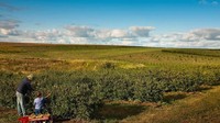 Tumbuh subur dan berlimpah di antara semak-semak dengan pohon tak terlalu tinggi. Buah ceri berwarna merah tua ini akan matang di akhir Juli hingga awal Agustus dan bisa dimakan langsung dari pohon (BBC Travel)