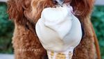 Bikin Gemas! Begini 12 Gaya Anjing Maltipoo Saat Ngopi hingga Minum Wine