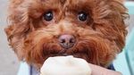 Bikin Gemas! Begini 12 Gaya Anjing Maltipoo Saat Ngopi hingga Minum Wine