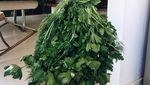Ah, Lucunya Gadis Kecil Ini Pose dengan Baju dari Sayur dan Buah-buahan!
