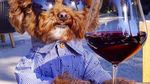 Bikin Gemas! Begini 12 Gaya Anjing Maltipoo Saat Ngopi hingga Minum Wine