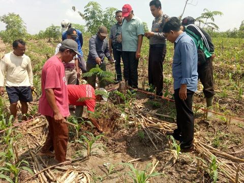 Bersihkan Rumput, Petani di Ngawi Temukan Tulang Diduga Fosil