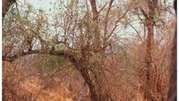 Apa yang sedang bersembunyi di foto ini? (Foto: Internet)