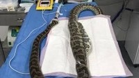 Operasi terhadap si ular piton berlangsung selama satu jam di klinik Mount Ommaney. Foto: News Corp Australia