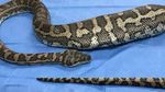 Foto: Ini Ular Piton yang Telan Sepatu dan Harus Dioperasi