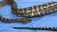 Ular piton jenis coastal carpet sepanjang 2 meter ini dibawa ke sebuah klinik di Queensland, Australia dalam kondisi perut membuncit karena menelan benda asing. Foto: News Corp Australia