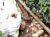 Kemunculan ular mengagetkan warga