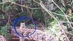 Kisah Harimau Sumatera yang Tewaskan 2 Warga Riau Dibukukan