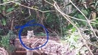 Dari peristiwa itu muncul tuntutan agar Bonita dKSA Riau bertekad untuk menangkap Bonita hidup-hidup. (Foto: ist.)