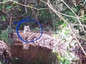 Menjauh dari Dusun, Harimau Bonita Masuk ke Hutan Produksi