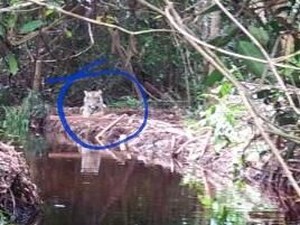 Harimau Bonita Pulang ke Hutan, Siswa SD Sekolah Lagi