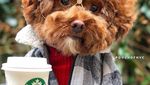 Bikin Gemas! Begini 12 Gaya Anjing Maltipoo Saat Ngopi hingga Minum Wine