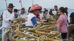 Panen Ikan di Teluk Semaka, Lampung