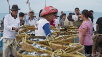 Pengepul ikan mulai memilih hasil tangkapan nelayan Teluk Semaka.