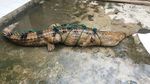 Foto: Butuh 5 Orang Angkat Buaya 3 Meter yang Bikin Geger Sumsel