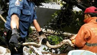 27 Maret 2018. Ular sanca sepanjang 2 meter mengagetkan warga Kebon Jeruk, Jakarta Barat. Warga menemukan ular tersebut di belakang bangunan sebuah musala. (Foto: Dok. Sudin PKP Jakbar)