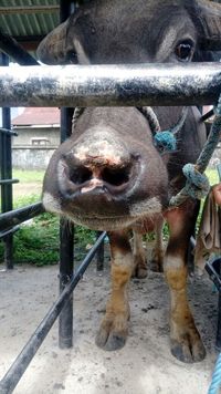 Ada-ada Saja, Kerbau Toraja Jalani Operasi Hidung Agar Menawan