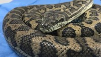 Usai dioperasi, ular itu harus beristirahat selama 6-8 pekan untuk memulihkan diri. Foto: News Corp Australia