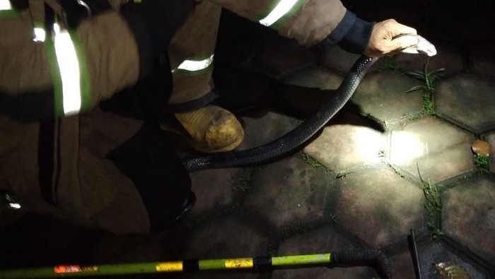 Ini Ular Kobra yang Hampir Gigit Anak di Bandung