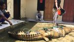 Foto: Butuh 5 Orang Angkat Buaya 3 Meter yang Bikin Geger Sumsel