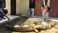 Buaya itu memiliki panjang 3 meter dan bobot 70 kg.Buaya ditangkap karena sudah masuk ke area persawahan dan kolam yang ada tambak ikannya. Tentu ini membuat warga resah, kata Kapolsek Purwodadi, Iptu Suarman. 