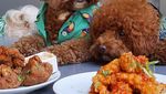 Bikin Gemas! Begini 12 Gaya Anjing Maltipoo Saat Ngopi hingga Minum Wine