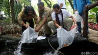Sandiaga menabur benih ikan di kolam taman Monas.