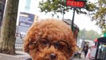 Bikin Gemas! Begini 12 Gaya Anjing Maltipoo Saat Ngopi hingga Minum Wine