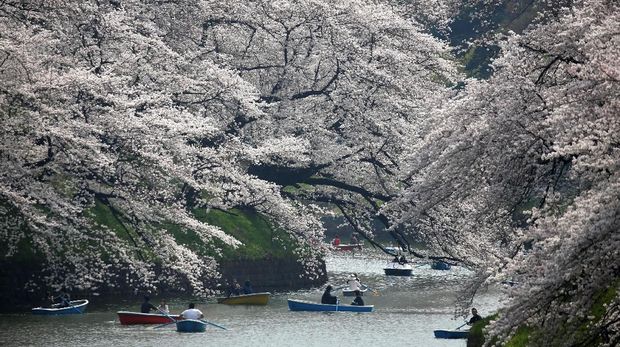 Pengunjung naik perahu di parit Chidorigafuchi, saat mereka menikmati bunga sakura yang mekar sepenuhnya, selama musim semi di Tokyo, Jepang 26 Maret 2018. REUTERS / Issei Kato