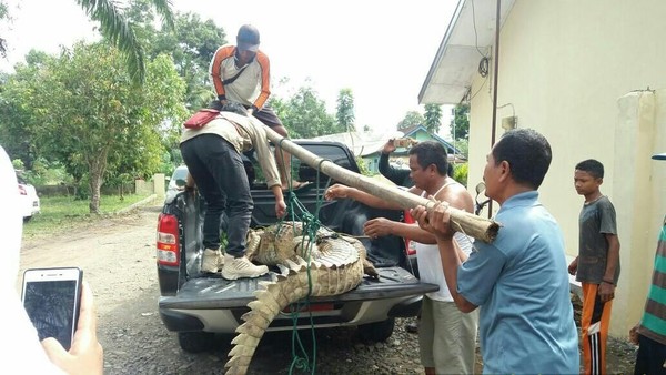 Foto: Butuh 5 Orang Angkat Buaya 3 Meter yang Bikin Geger Sumsel