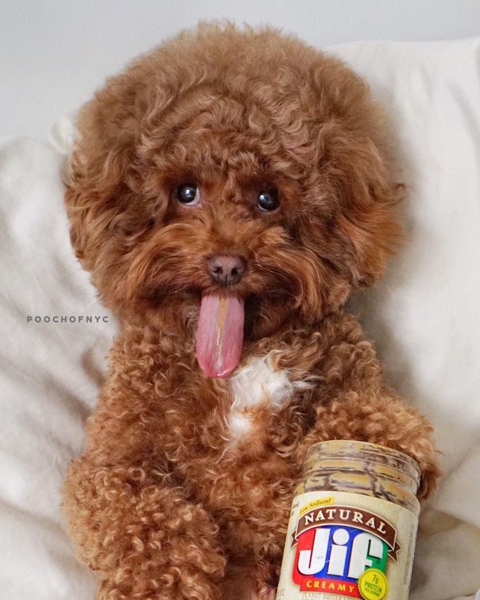 Bikin Gemas Begini 12 Gaya Anjing Maltipoo Saat Ngopi Hingga