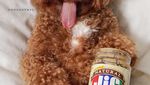 Bikin Gemas! Begini 12 Gaya Anjing Maltipoo Saat Ngopi hingga Minum Wine