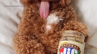 Mengintip Instagram @poochofnyc, anjing jenis Maltipoo ini terlihat sedang memegang selai kacang. Sambil melet, si cokelat ini terlihat sangat menggemaskan. Foto: Instagram @poochofnyc
