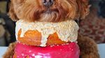 Bikin Gemas! Begini 12 Gaya Anjing Maltipoo Saat Ngopi hingga Minum Wine
