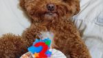 Bikin Gemas! Begini 12 Gaya Anjing Maltipoo Saat Ngopi hingga Minum Wine
