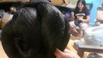 Melihat Pembuatan Rambut Palsu di Purbalingga