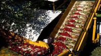 Keadaan alam yang serba ekstrem itu akan membatasi apa yang bisa ditanam lalu dipanen oleh para petani. Prairie Cherry yang berasa asam itu telah menjadi bahan pokok kuliner di sana selama beberapa dekade (BBC Travel)