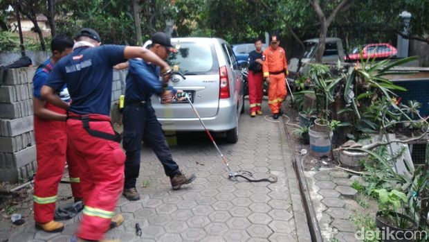 Ini Bella, Petugas Damkar Bandung yang Sudah Evakuasi 30 Ular