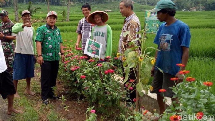 Rahasia Petani Banjarnegara Usir Hama dengan Bunga Refugia