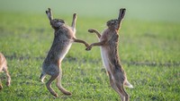 Pertarungan mereka di Burgenland, Austria, dilihat oleh seorang fotografer bernama Ingo Gerlach (65). (Foto: Dok. Ingo Gerlach/SWNS)