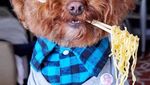 Bikin Gemas! Begini 12 Gaya Anjing Maltipoo Saat Ngopi hingga Minum Wine